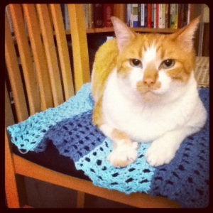 cat mat blue snuggle